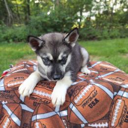 AKC Percival - Agouti and white male Siberian Husky puppy in Cedarville, Ohio from Evereve Kennels