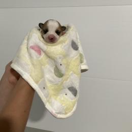 Echo - Red female Pembroke Welsh Corgi puppy in Morgantown, Pennsylvania from GoldStar Corgis (License Number 18519)