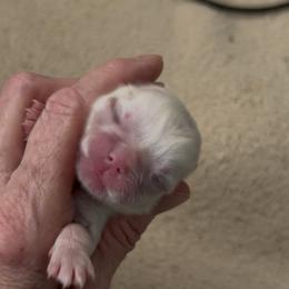 Boy 2 - White male Shih Tzu puppy in Texas from A Sassy Soul Shih-Tzu