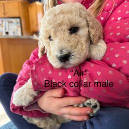 Air - Cream male Poodle puppy in St. Johnsbury, Vermont from Poodles of the Northern Woods