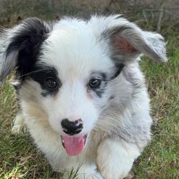 Lyra - Blue merle and white female Cardigan Welsh Corgi puppy in San Diego ,Ca, California from SoCal Native Corgis