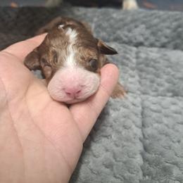 Pepper - Chocolate merle female Bernedoodle puppy in Lafayette, Alabama from Williams Lake Doodles