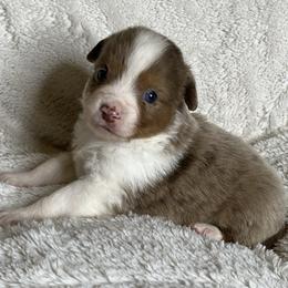 Red Merle Female with Blue Eyes - Red merle female Miniature Australian Shepherd puppy in Taunton, Massachusetts from Checkered Flag Champions Mini Aussies
