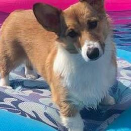 Pembroke Welsh Corgis from L’s Back Run Corgi’s
