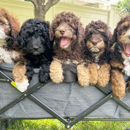 Aussiedoodle Puppies from Salt Creek Doodles
