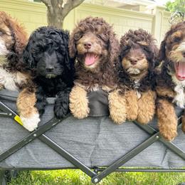 Aussiedoodle Puppies from Salt Creek Doodles