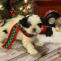 Shih Tzu Puppies from GiGi’s Little Tzu