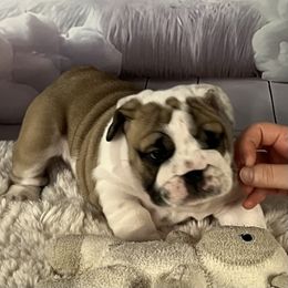 Bulldog Puppies from Sweet Rolls