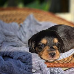 Girl 4 - Piebald female Dachshund puppy in Minden, Louisiana from Ironwood Creek
