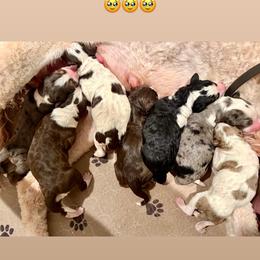 Tri merle - Blue merle female Bernedoodle puppy in Midland, Michigan from Northern Charm Farm