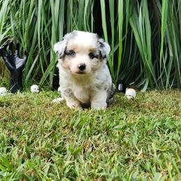 Hansel - Blue merle male Miniature Australian Shepherd puppy in Gainesboro, Tennessee from Family Tradition