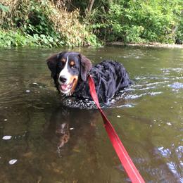 Bernedoodle, Bernese Mountain Dog, and Goldendoodle All Grown Up from Bernedoodles of the Ozarks
