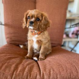 Orange - Ruby male Cavalier King Charles Spaniel puppy in Phoenix, Arizona from Larisa's Cavaliers