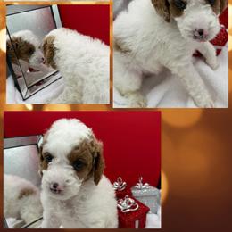 Ocean - Parti male Goldendoodle puppy in Wayland, New York from Loris Pampered Pooches💕