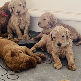 Poodle Puppies from FurEver Poodles