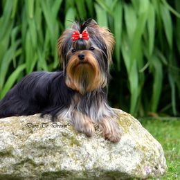 Forty - Yorkshire Terrier