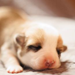 Girl 3 - Red female Pembroke Welsh Corgi puppy in La Grange, Wyoming from Merrygold Corgis