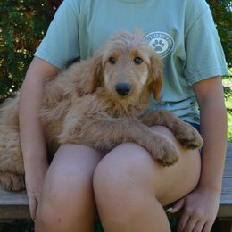 Rosie - Goldendoodle