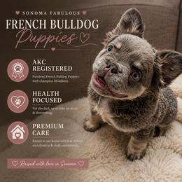 French Bulldog Puppies from Sonoma Fabulous Frenchies