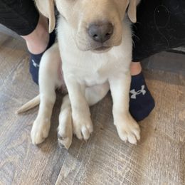 Dilute Retriever and Labrador Retriever Puppies from Loving Loyal Labs