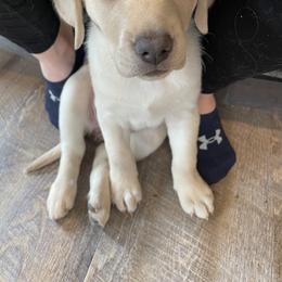 Dilute Retriever and Labrador Retriever Puppies from Loving Loyal Labs