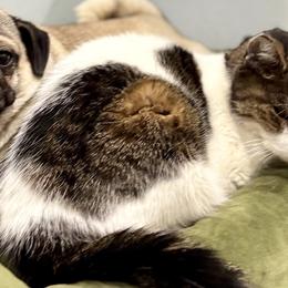 Pugs from Sonya & Olly Pugs