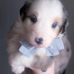 Regina - Blue merle female Australian Shepherd puppy in Georgetown, Texas from River Reign Australian Shepherds