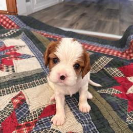 Missy - Blenheim female Cavalier King Charles Spaniel puppy in Lambertville, Michigan from Dream Dog LLC
