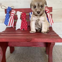 Miniature Schnauzer Puppies from Schnauzers on Robinson Lane