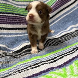 Honey - Red tri female Miniature Australian Shepherd puppy in Mount Airy, Georgia from North Georgia Gems