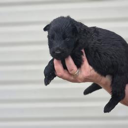German Shepherd Puppies from Schultz's Premium German Shepherds
