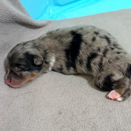 Frost - Blue merle male Pomeranian puppy in Clarksville, Tennessee from Bee Mine Maltipoos and Pomeranians