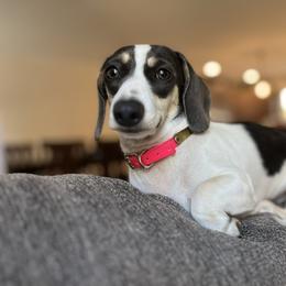 Dory - Dachshund
