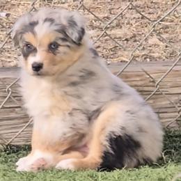 Girl 1 - Blue merle female Australian Shepherd puppy in Divide, Colorado from Outlaw Farm and Kennel
