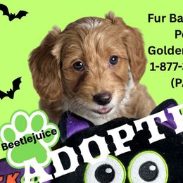 Boy 2 - Apricot male Goldendoodle puppy in Michigan from Fur Baby Farms