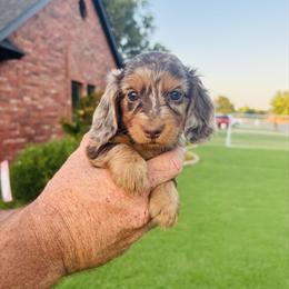 Wyatt - Dapple male Dachshund puppy in Altus, Oklahoma from Johnson Prairie Pups