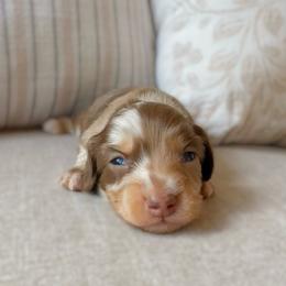 Nash - Dapple male Dachshund puppy in Cape Coral, Florida from Dear Dachshunds