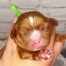 Boy 2 - Cavalier King Charles Spaniel puppy in Spokane, Washington from Treasured Cavaliers of the Pacific Northwest