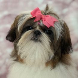 Tinkerbell - Gold and white female Shih Tzu puppy in Shawnee, Oklahoma from Black Velvet Shih Tzu
