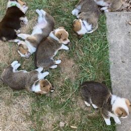 Pembroke Welsh Corgi Puppies from Red Wagon Farm