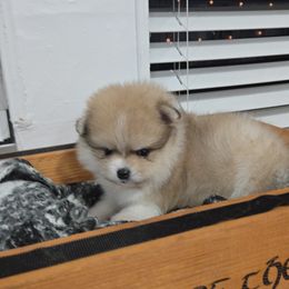Rían - Cream sable parti female Pomeranian puppy in Boca Raton, Florida from Poms of The Shire