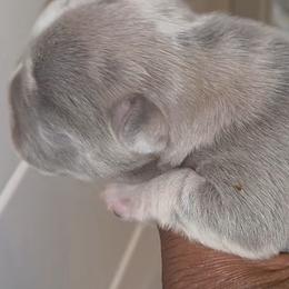 Phoebe - Tricolors female French Bulldog puppy in Joliet, Illinois from MarvelousFrenchies