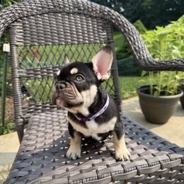 Girl 1 - Black and tan female French Bulldog puppy in Bolingbrook, Illinois from Yara the Frenchie