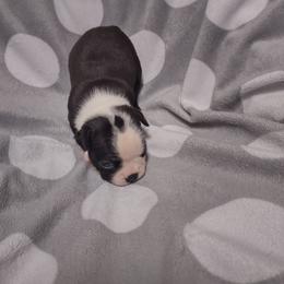 Boston Terrier Puppies from Lehi Valley Boston Terriers