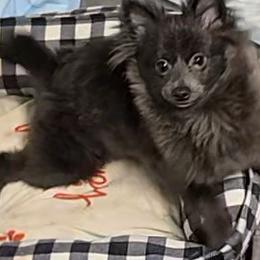 Brittany - Blue female Pomeranian puppy in Mays Landing, New Jersey from KB Pom Pups