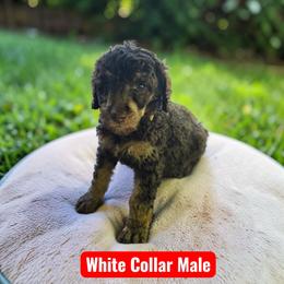 White Collar - Brown male Poodle puppy in Henagar, Alabama from Windy Oak Kennels