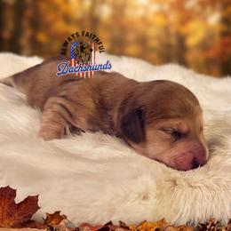 Orion - Cream male Dachshund puppy in Waverly, Ohio from Always Faithful Dachshunds