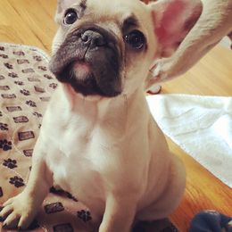 French Bulldog Puppies from Relic French Bulldogs