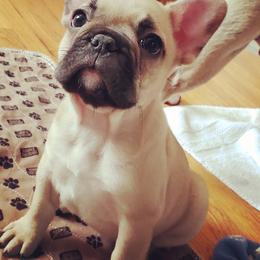 French Bulldog Puppies from Relic French Bulldogs