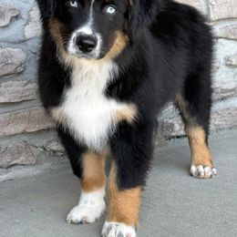 Miniature Australian Shepherd Puppies from Copper Creek Aussies